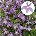 Bild von Lobelia P12 Amethyst